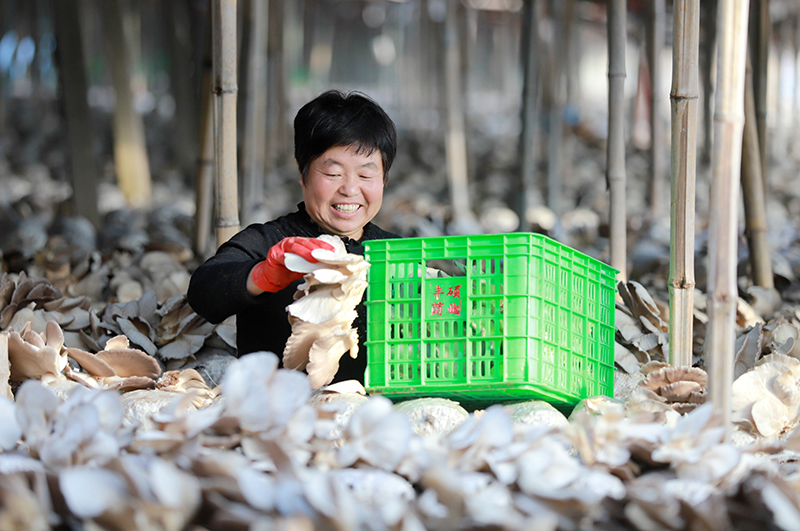 河北邯郸:食用菌产业助力乡村振兴