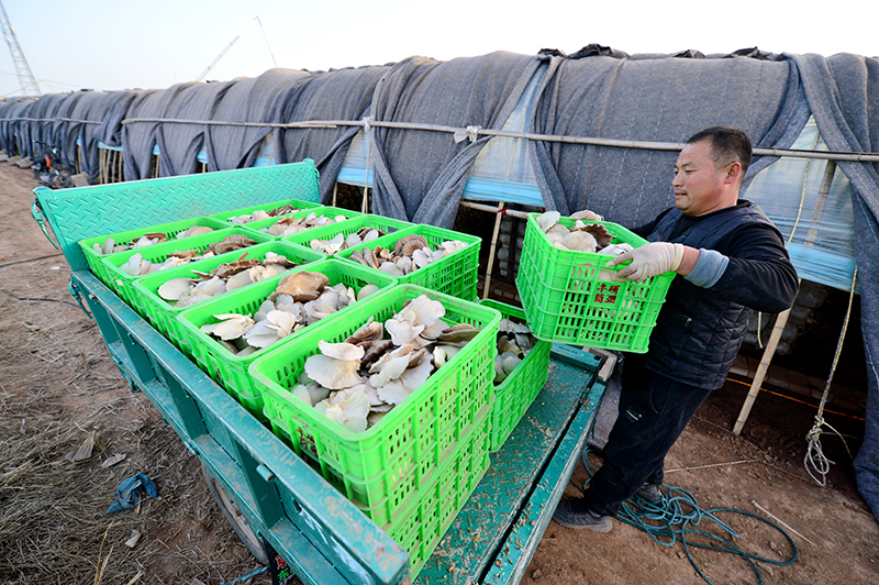 河北邯郸:食用菌产业助力乡村振兴