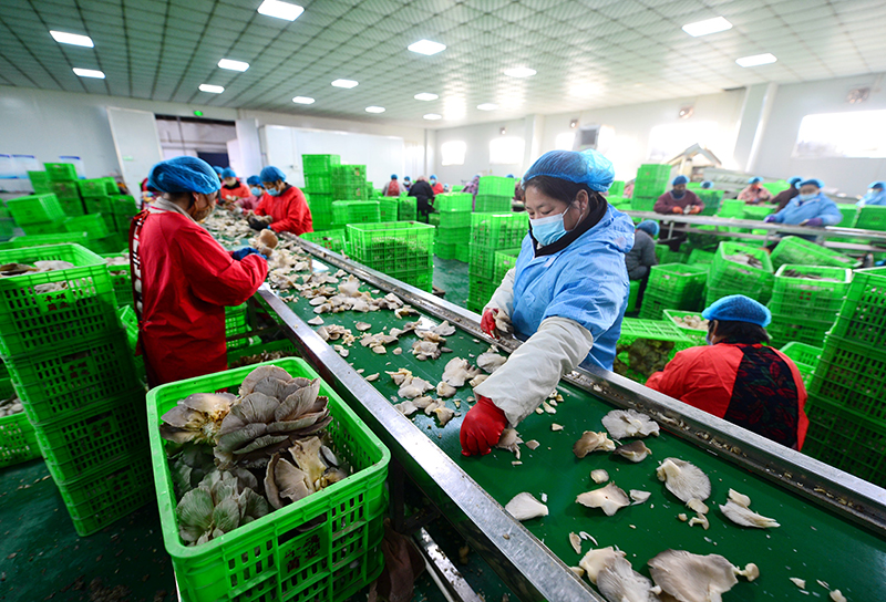 河北邯郸:食用菌产业助力乡村振兴