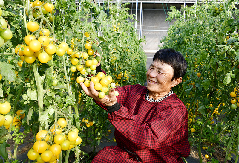 保障“菜篮子”供应