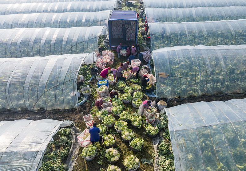保障“菜篮子”供应