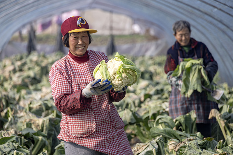 保障“菜篮子”供应