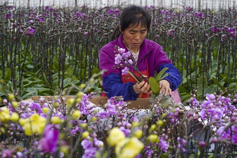 云南晋宁:年宵花走俏