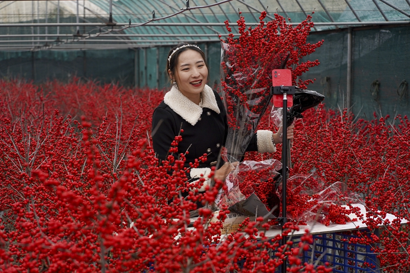 云南晋宁:年宵花走俏