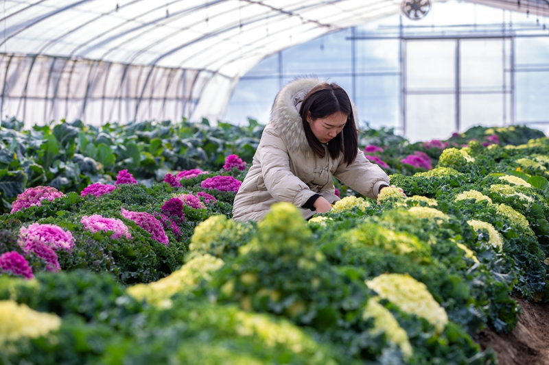 江苏扬州:应对寒潮天气 保障“菜篮子”供应
