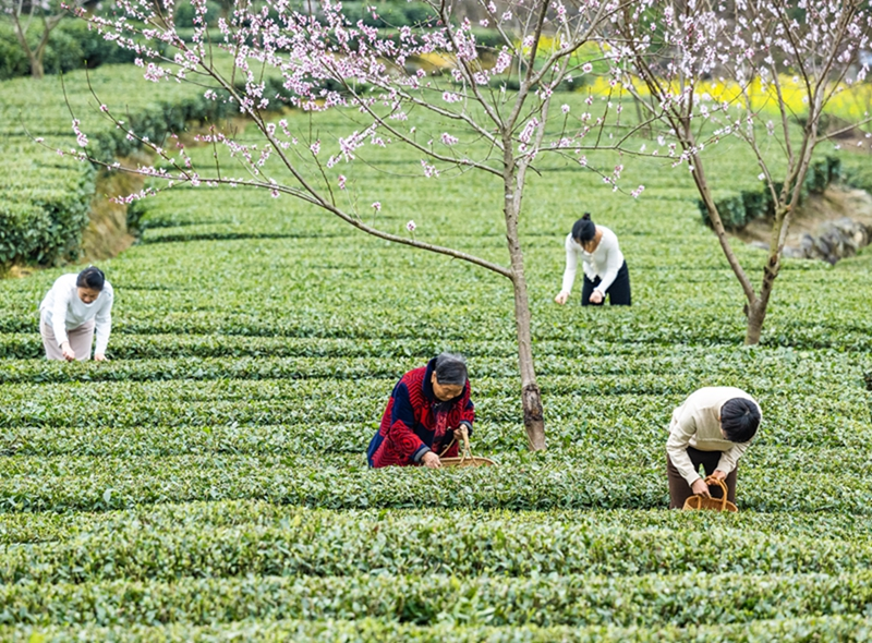 三峡库区早春茶开采