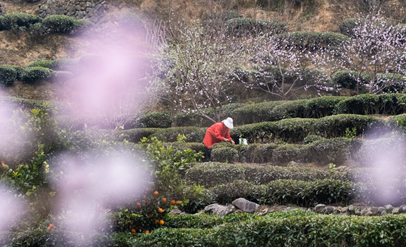 三峡库区早春茶开采