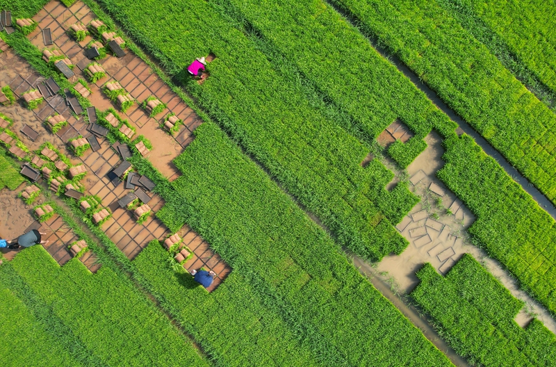 多插立夏秧,谷子收满仓