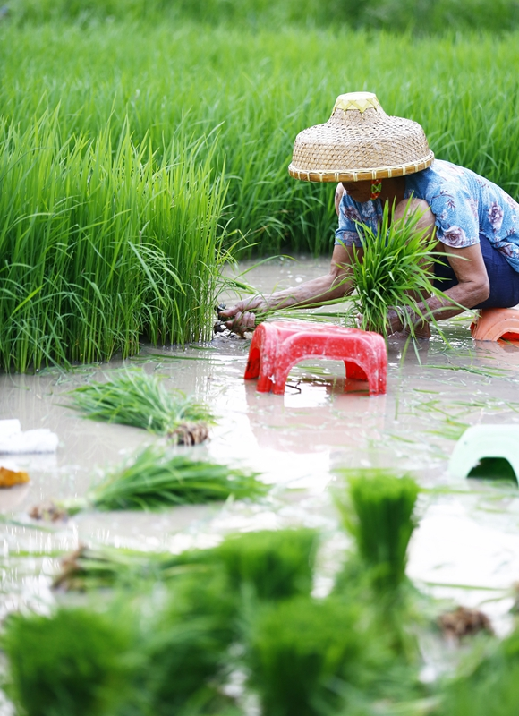 多插立夏秧,谷子收满仓