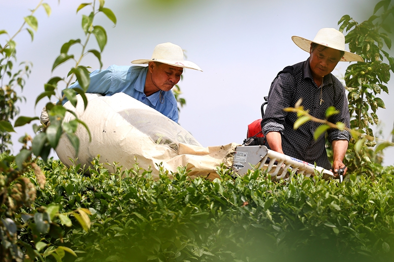 江苏句容:机械采茶提速增效促增收