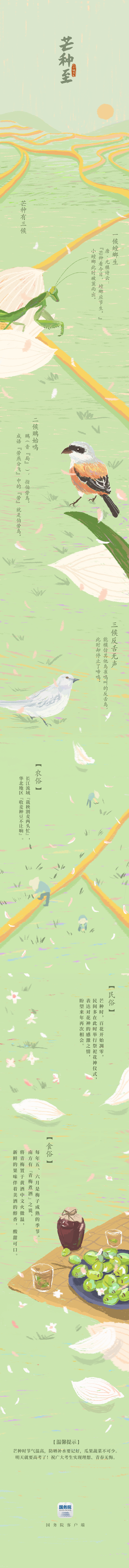 今日芒种 | 芒种忙，麦又黄