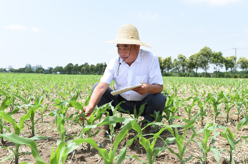 多种粮、种好粮——种粮大户在行动