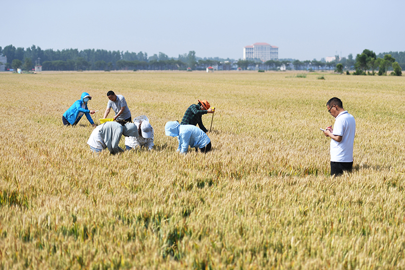 牢牢把住粮食安全主动权——以习近平同志为核心的党中央带领人民干好这件头等大事