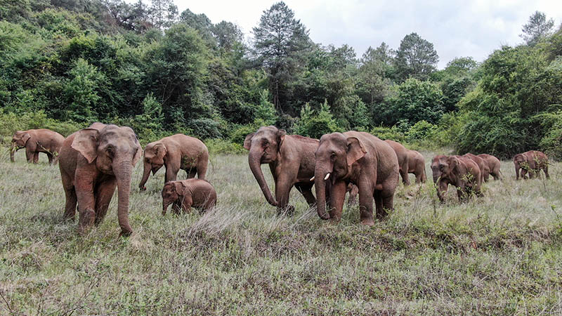 万物并育和合生——中国积极推动全球生物多样性治理进程