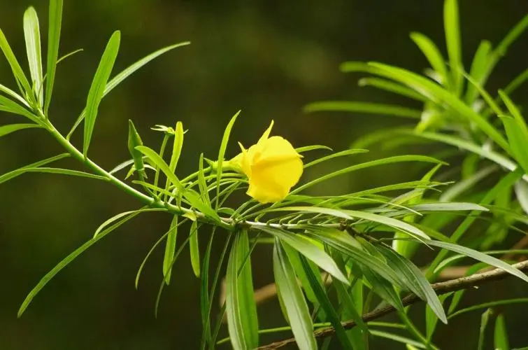 很多人遇到挫折时，经常会说，如果当初怎样怎样，现在就不是这般场景了。可时光无法倒流，没人能够改变过去。唯有把握好当下，才是对过往最好的答复。人生没有如果，愿你不纠结过去，不畏惧未来。早安！