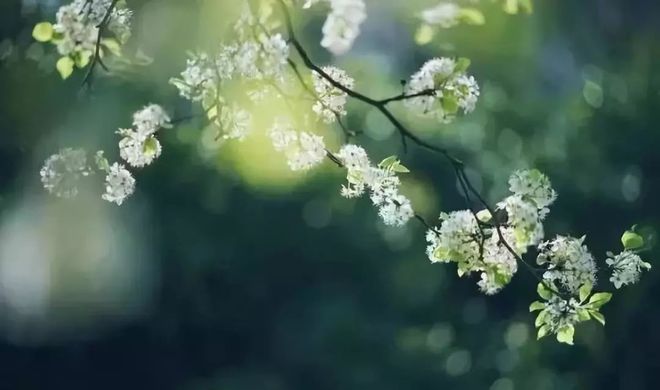 想要活得自在，就要学会调整心态。顺境时不妨看淡一点，逆境时不妨看开一点，坦然面对生活的得失，就没有越不过的高山。拿得起放得下的人，才是生活的赢家。新的一天，早安！