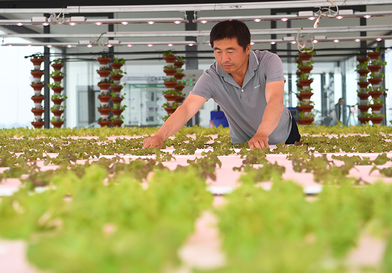 河北饶阳：打造京津高品质蔬菜供应基地