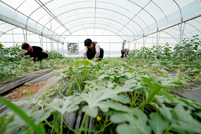 2.jpg 河北柏乡:特色种植助力乡村振兴