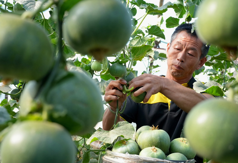 河北滦州：订单果蔬助农增收