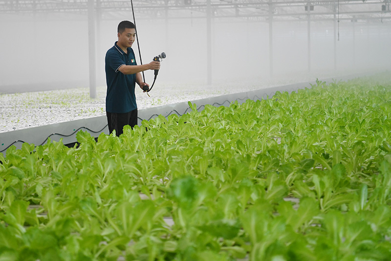 河北饶阳：打造京津高品质蔬菜供应基地