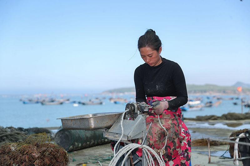 辽宁大连：海上耕作正当时