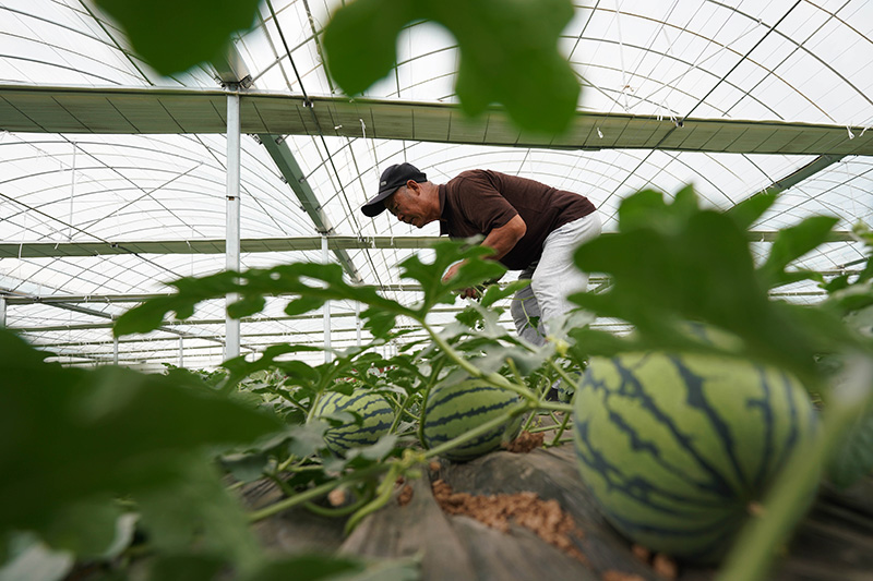 3.jpg 河北柏乡:特色种植助力乡村振兴