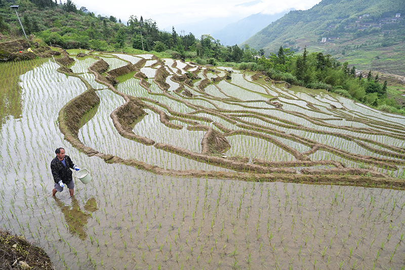 福建尤溪：联合梯田重焕生机