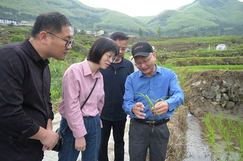 福建尤溪：联合梯田重焕生机