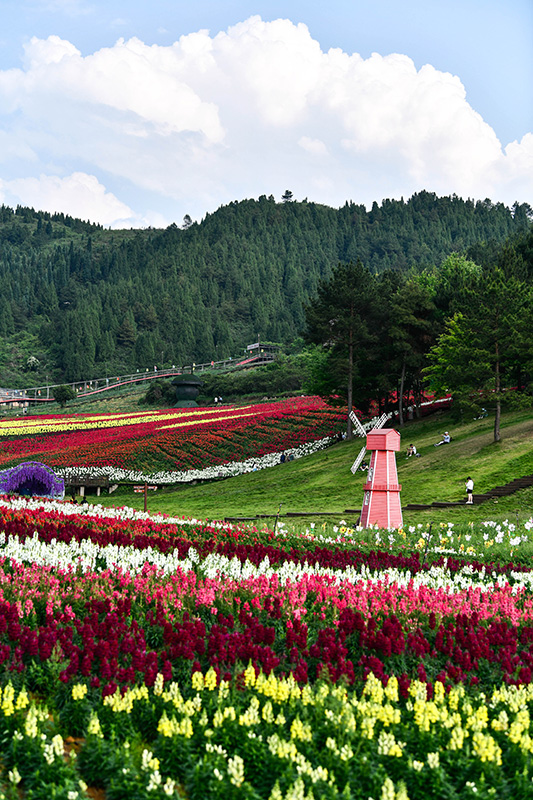 7.jpg 贵州麻江:以花为“媒”激活乡村旅游
