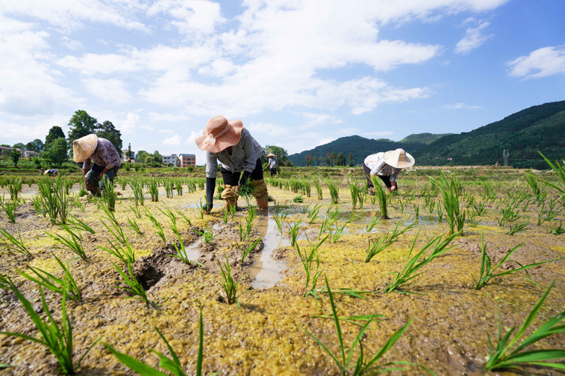 贵州岑巩：杂交水稻制种基地移栽忙