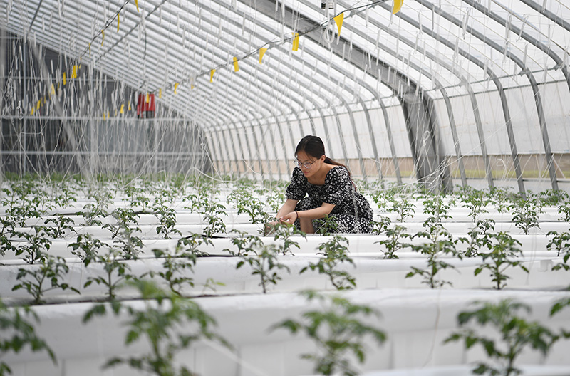 河北饶阳：打造京津高品质蔬菜供应基地