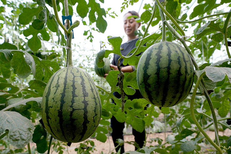 7.jpg 河北柏乡:特色种植助力乡村振兴