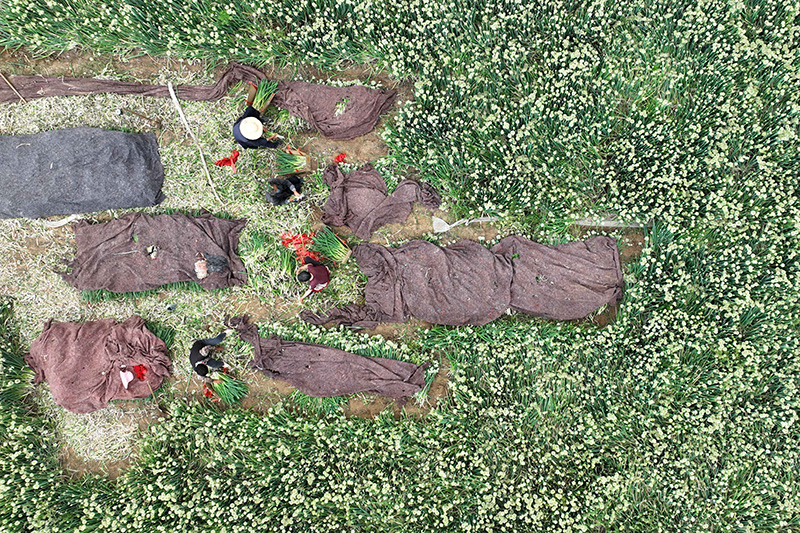 河北柏乡：特色种植助力乡村振兴