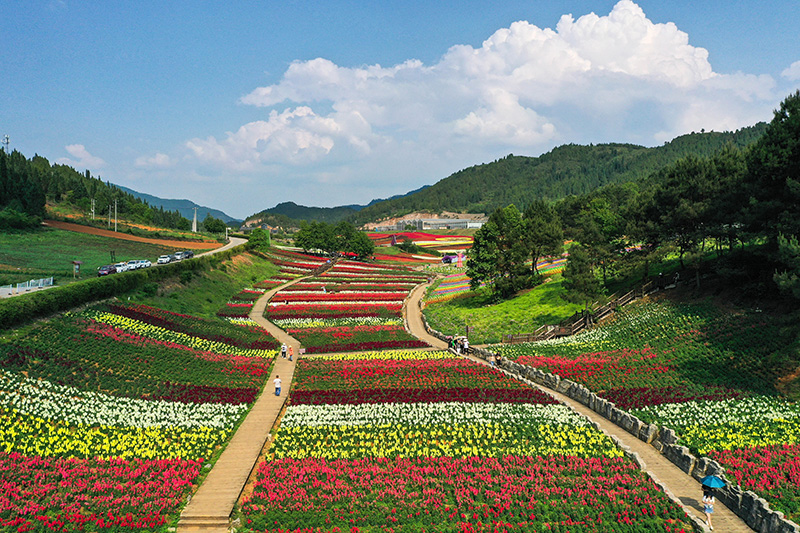 4.jpg 贵州麻江:以花为“媒”激活乡村旅游