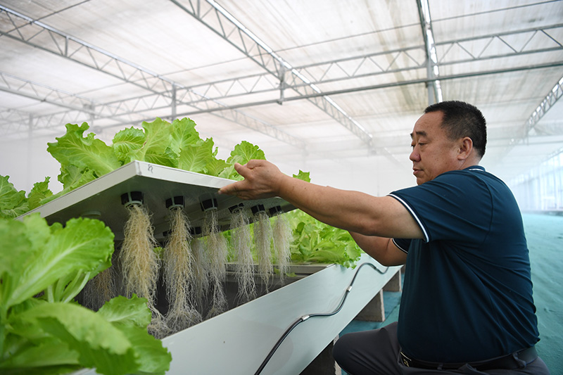 河北饶阳：打造京津高品质蔬菜供应基地