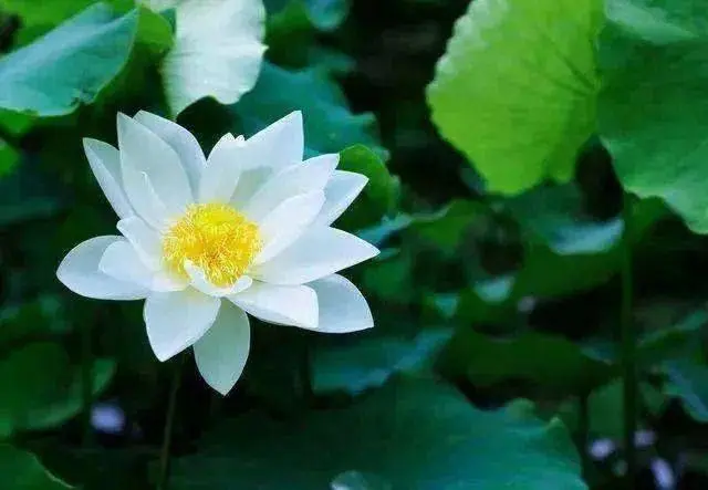 生活是自己的，你选择用什么样的态度去生活，生活反过来也会成就怎样的你。与其总是抱怨，不如用自己的努力去争取更多的美好，用自己的双手去创造想要的生活。早安！
