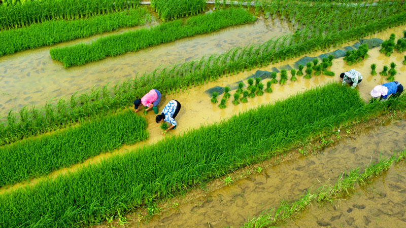 夏至前的田野