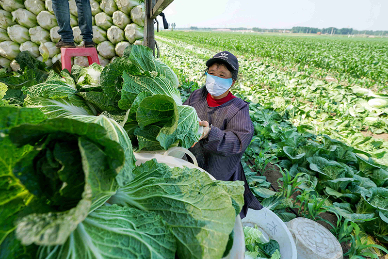 河北玉田：优质蔬菜生产丰富北京“菜篮子”