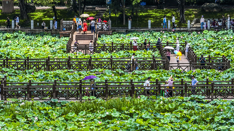广西南宁：夏日荷韵浓