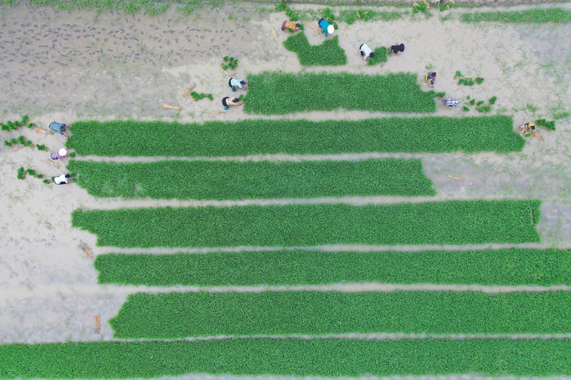 夏至前的田野
