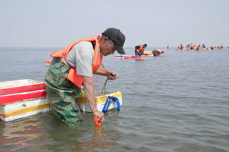 河北唐山：投礁种草修复渤海生态"海底沙漠"现"绿洲"