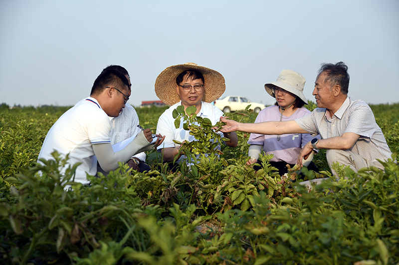 山东：耐盐碱马铃薯新品系试种获丰收