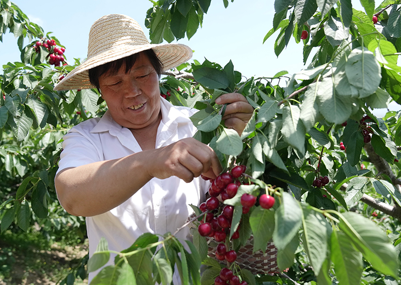 河北秦皇岛：樱桃红 采摘忙
