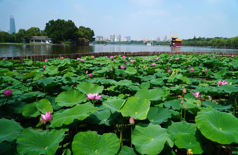 济南大明湖：夏日荷花始盛开