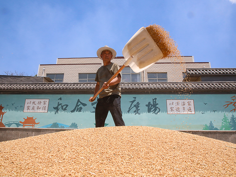 河南安阳：“腾地晒粮”解决群众“急难愁盼”