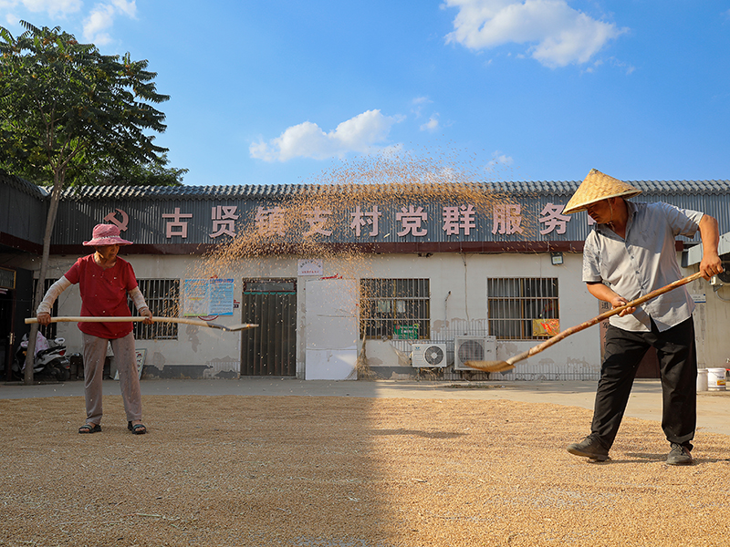 河南安阳：“腾地晒粮”解决群众“急难愁盼”
