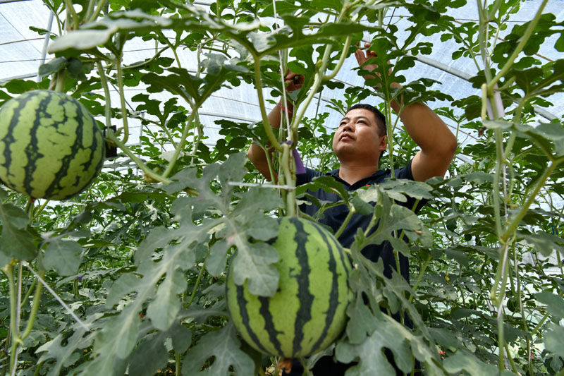 河北献县：高效设施农业助农增收