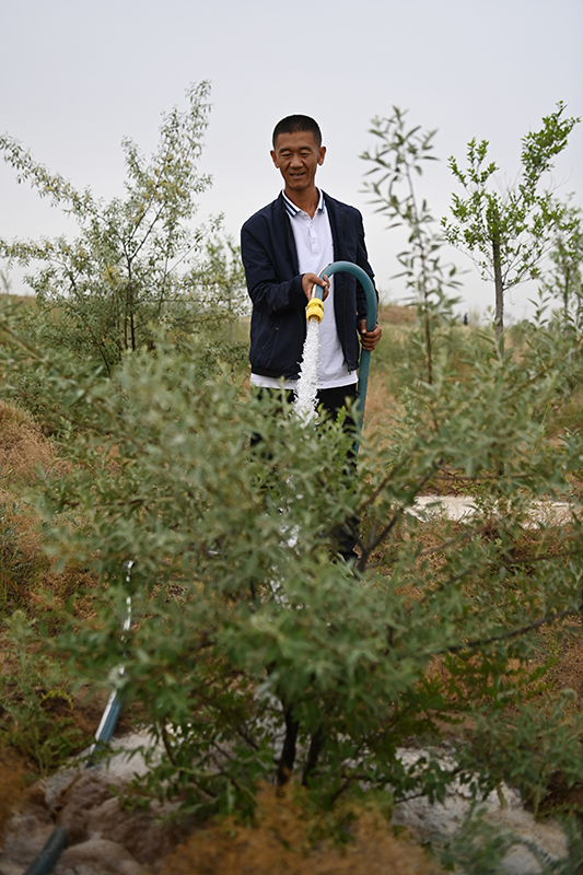 甘肃：防沙治沙 向绿而行