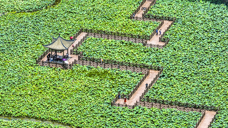 广西南宁：夏日荷韵浓