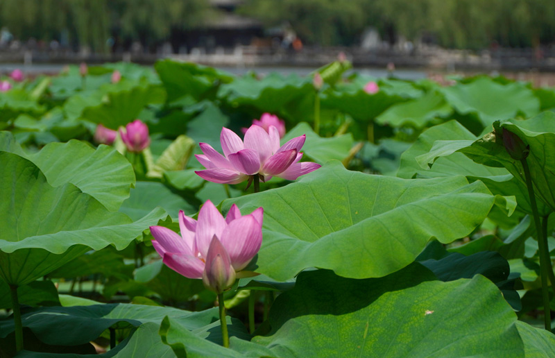 济南大明湖：夏日荷花始盛开
